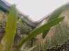 20090413105947-IMAGE_001.jpg
