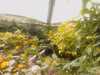 20090413110144-IMAGE_004.jpg