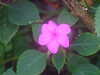 20090413110156-DSCF3796.JPG