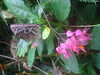 20090413110229-DSCF3798.JPG