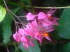 20090413110235-DSCF3799.JPG