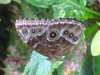 20090413110241-DSCF3800.JPG