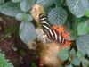 20090413110309-DSCF3803.JPG