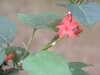 20090413110334-DSCF3804.JPG
