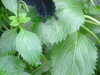 20090413110411-DSCF3808.JPG
