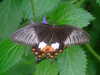 20090413110417-DSCF3809.JPG
