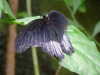 20090413110739-DSCF3819.JPG