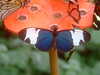 20090413110746-DSCF3820.JPG