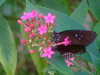 20090413110831-DSCF3824.JPG