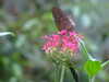 20090413110845-DSCF3826.JPG