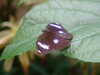 20090413110859-DSCF3828.JPG