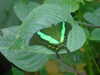 20090413110937-DSCF3830.JPG
