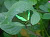 20090413110941-DSCF3831.JPG