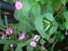 20090413110952-DSCF3832.JPG
