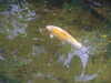 20090413111017-DSCF3833.JPG