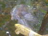 20090413111029-DSCF3835.JPG