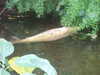 20090413111035-DSCF3836.JPG