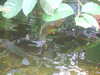 20090413111053-DSCF3839.JPG