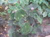 20090413111105-DSCF3841.JPG