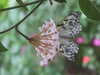 20090413111133-DSCF3844.JPG