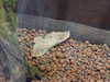 20090413111833-DSCF3847.JPG