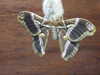20090413111843-DSCF3848.JPG