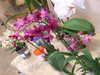 20090413112301-DSCF3853.JPG