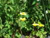 20090613110523-DSCF3924.JPG