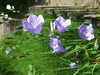 20090613110542-DSCF3925.JPG