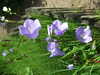 20090613110546-DSCF3926.JPG