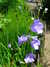 20090613110606-DSCF3927.JPG