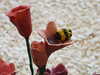 20090613143724-DSCF3942.JPG