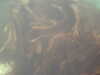 PICT0017.JPG