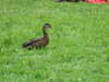 20090722140012-DSCF4107.JPG