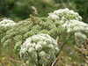 DSCF4147.JPG