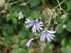 DSCF4195.JPG
