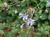 DSCF4196.JPG