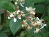 DSCF4199.JPG
