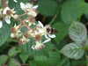 DSCF4200.JPG