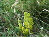 DSCF4243.JPG