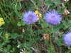 DSCF4249.JPG