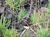 DSCF4271.JPG