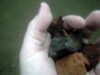 PICT0042.JPG
