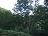 20090728020048-DSCF4347.JPG