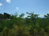 20090728020252-DSCF4351.JPG