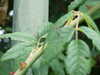 20090730015959-DSCF4443.JPG