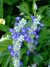 20090730031000-DSCF4455.JPG