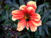 20090730031013-DSCF4456.JPG