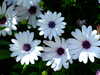 20090730031047-DSCF4457.JPG