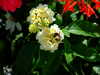 20090730031123-DSCF4458.JPG